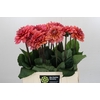 Dahlia Salmon Runner