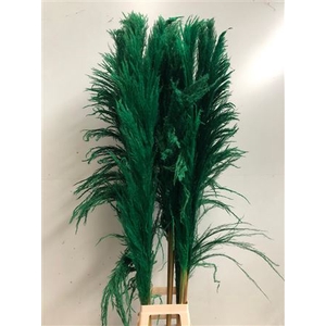 Cortaderia Green