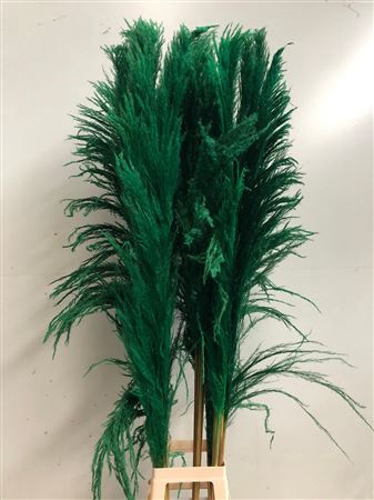 Cortaderia Green