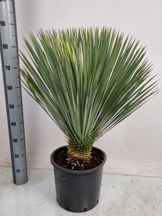 <h4>YUC ROSTRATA</h4>