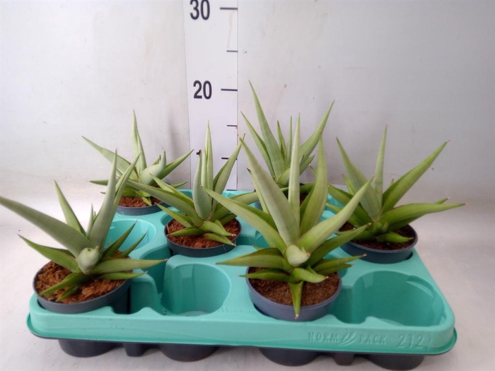 <h4>Sansevieria   ...</h4>