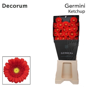 Germini Ketchup Diamond