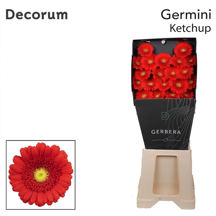 <h4>Germini Ketchup Diamond</h4>