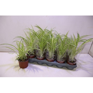 arr8 Chlor Com Variegatum