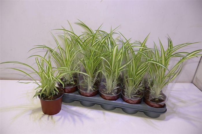 <h4>arr8 Chlor Com Variegatum</h4>