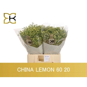 Lim Sin China Lemon