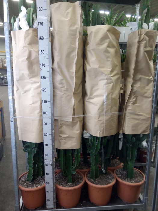 <h4>Euphorbia   ...</h4>