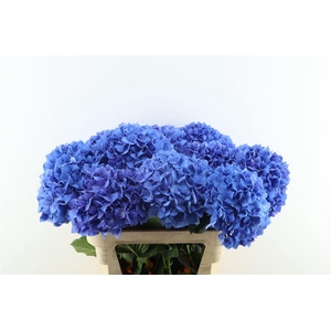 Hydr M Pimpernel 80-23
