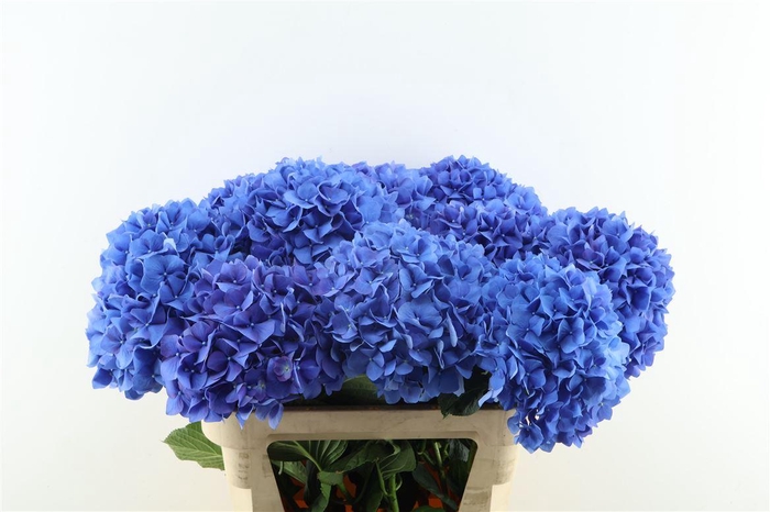 <h4>Hydr M Pimpernel 80-23</h4>