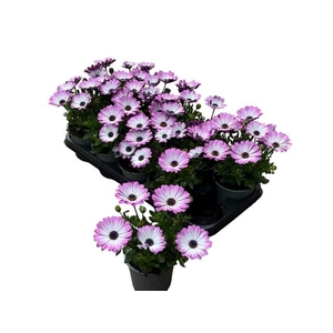 OSTEO FP LIGHT PINK