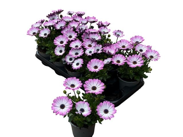 <h4>OSTEO FP LIGHT PINK</h4>