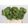 Helianthus Orange Fire