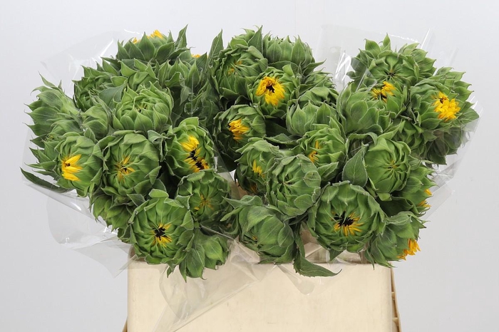 Helianthus Orange Fire
