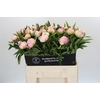 Paeonia Pink Giant