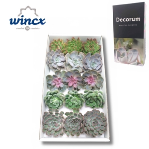 Wincx® - Season Mix Cutflower Wincx-10cm