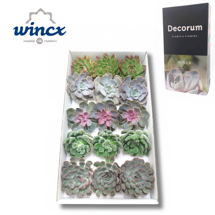 <h4>Wincx® - Season Mix Cutflower Wincx-10cm</h4>