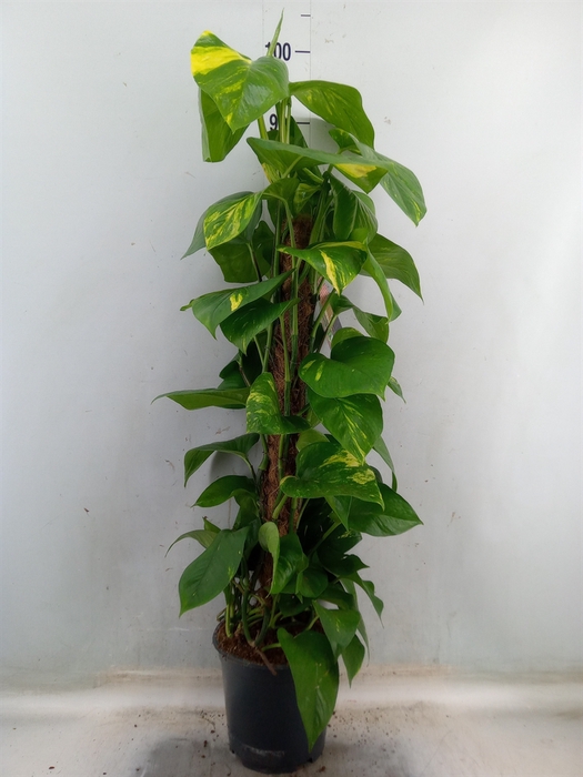 <h4>Epipremnum pinn.   ...moss stick</h4>