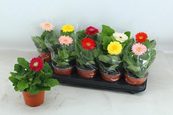 Gerbera gemengd