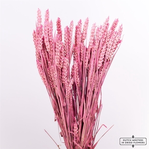 Dried Triticum X5 Cerise Bunch