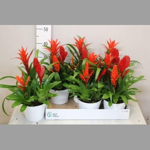 ARR BROMELIA