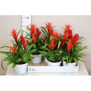 ARR BROMELIA