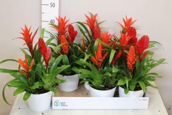 <h4>ARR BROMELIA</h4>