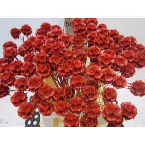 Scabiosa Rood