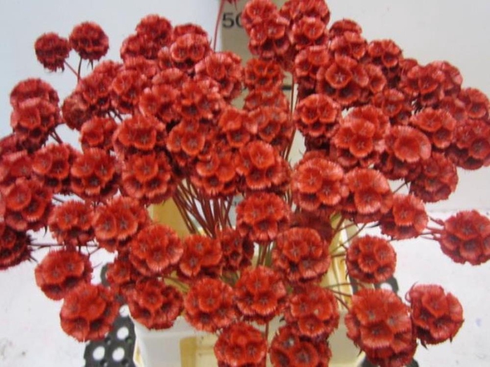 <h4>Scabiosa Rood</h4>