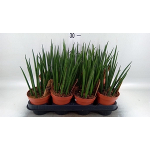 Sansevieria bacularis