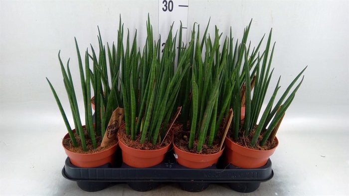 <h4>Sansevieria bacularis</h4>