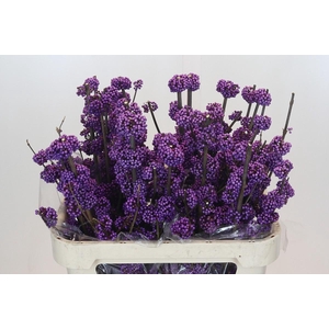 Callicarpa Bodinieri Profusion