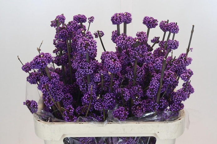 <h4>Callicarpa Bodinieri Profusion</h4>