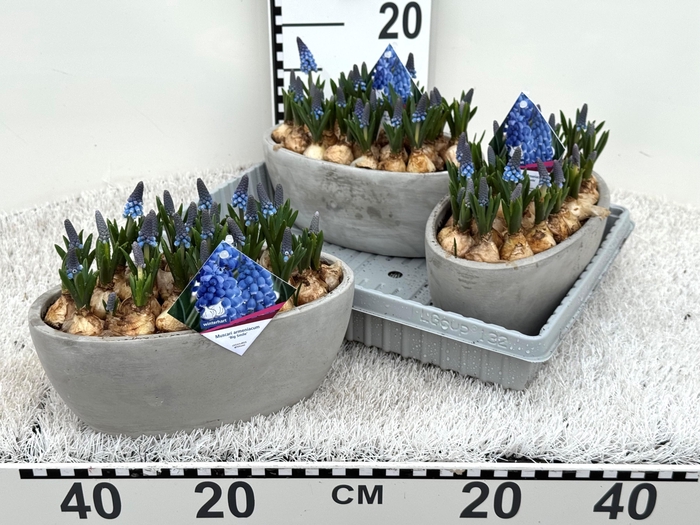<h4>BLOEMBOL MUSCARI</h4>