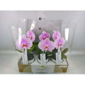 Phalaenopsis   ...rose