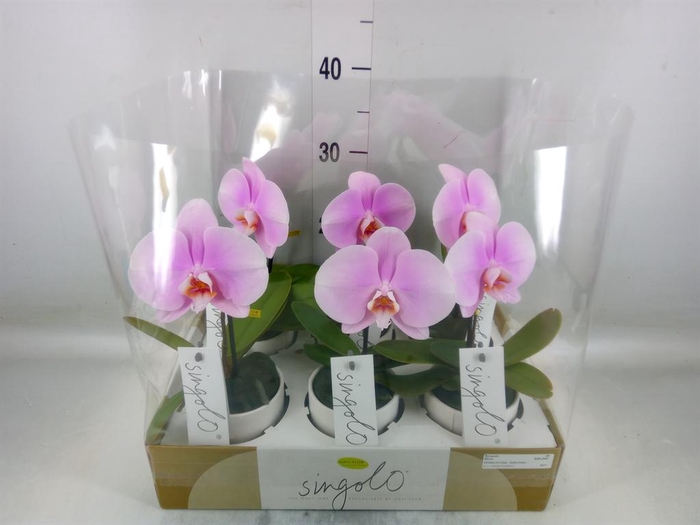 <h4>Phalaenopsis   ...rose</h4>