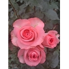 Rosa Spray Femke