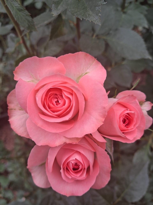 Rosa Spray Femke