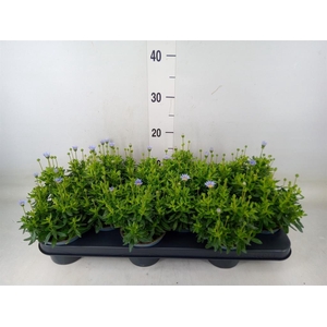 Felicia amell. 'Felicitara Blue'