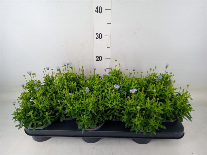 <h4>Felicia amell. 'Felicitara Blue'</h4>