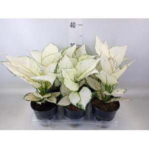 Aglaonema  'White Joy'