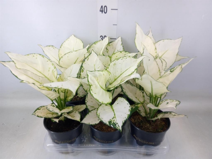 <h4>Aglaonema  'White Joy'</h4>