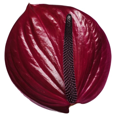 <h4>ANTH A MARAVILLA 24 13cm</h4>