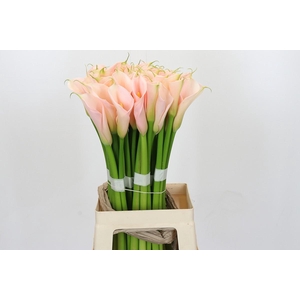 Zantedeschia Eydolls Salmon