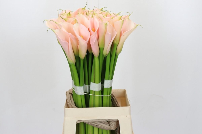 <h4>Zantedeschia Eydolls Salmon</h4>