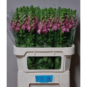 ANTIR AVIGNON C ROSE