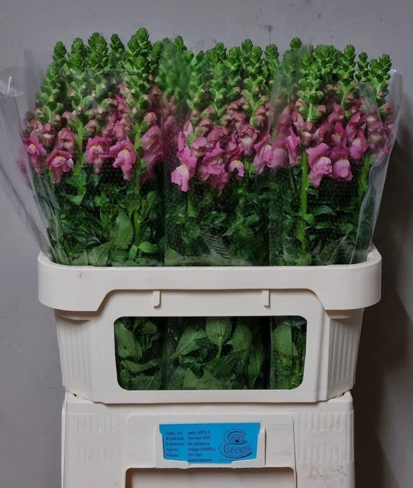 <h4>ANTIR AVIGNON C ROSE</h4>