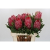 Protea Cynaroides Madiba
