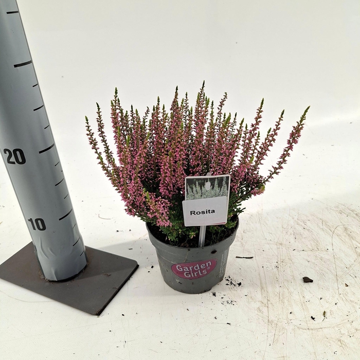 <h4>Calluna vulg. 'Rosita' (gg) PBR</h4>