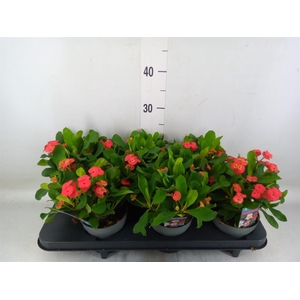 Euphorbia milii 'Vulcanus'