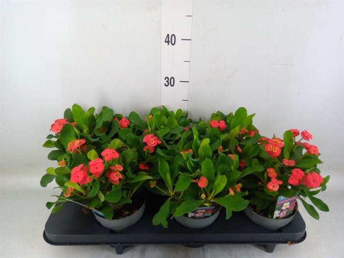 <h4>Euphorbia milii 'Vulcanus'</h4>